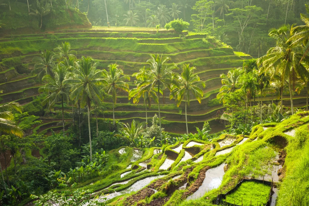 bali pirinç tarlaları